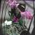 composition à base d' orchidées phalaenopsis, fiole de verre, bois.